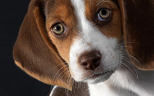tricolor Beagle closeup photography HD wallpaper