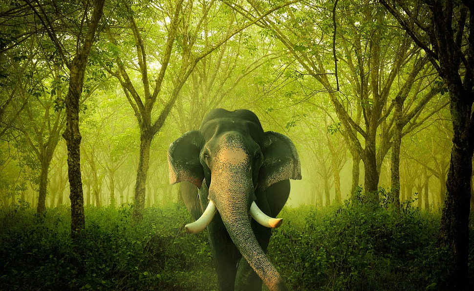 black elephant in green forest HD wallpaper