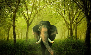 black elephant in green forest