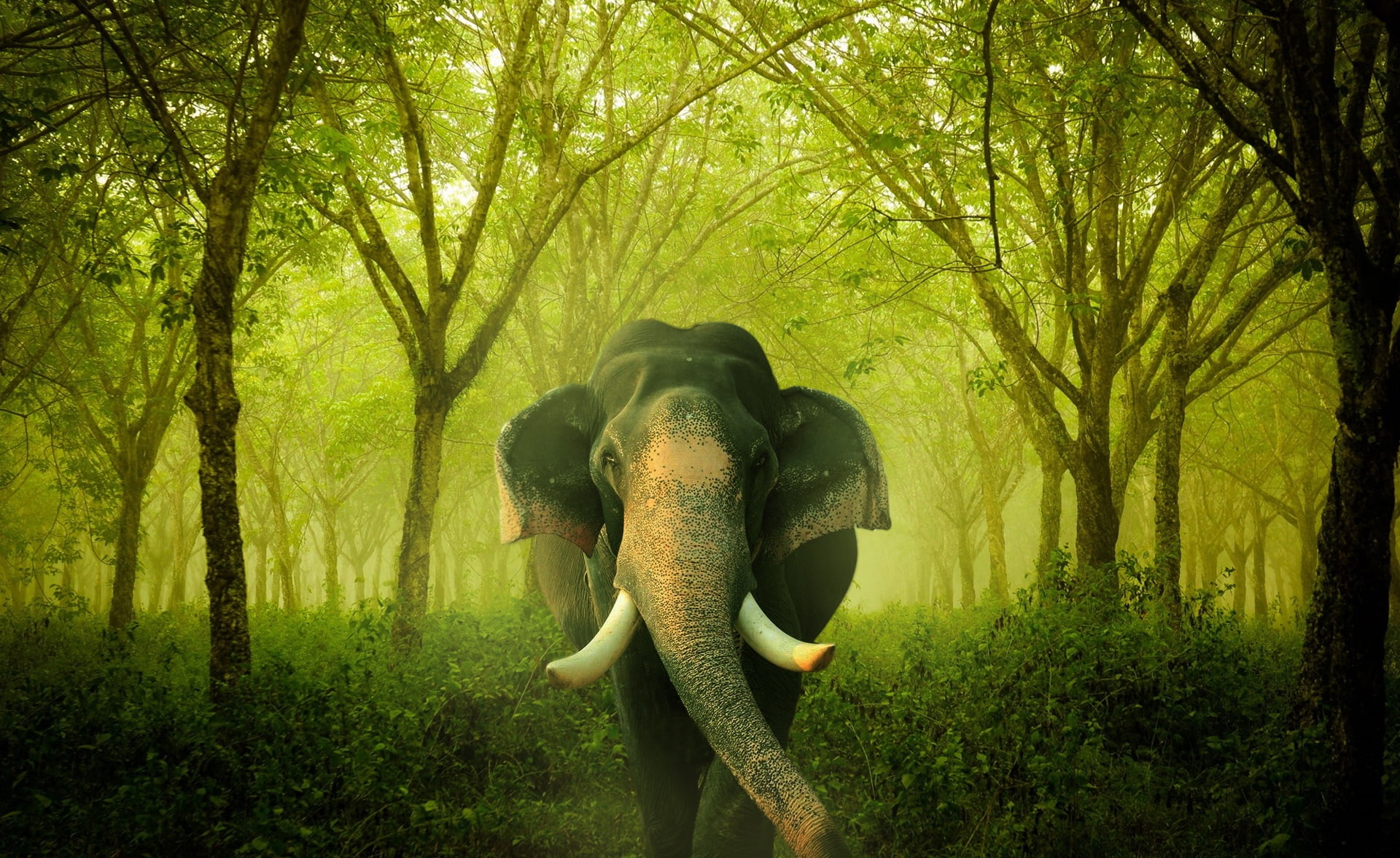 black elephant in green forest