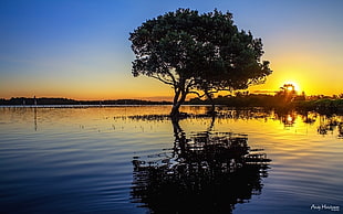 mangroves tree