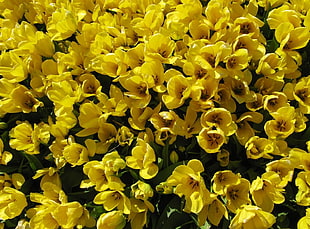 photography of yellow petaled flower field
