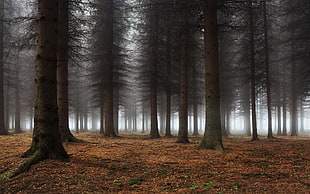 leafless trees wallpaper, nature, landscape, mist, forest HD wallpaper