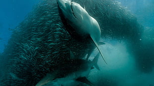 black and white shark, shark, sea, animals, nature