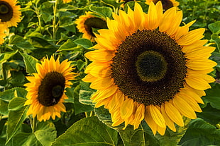 yellow Sunflower field HD wallpaper
