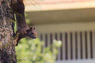 selective focus photography of brown squirrel