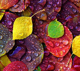 leaf lot, nature HD wallpaper
