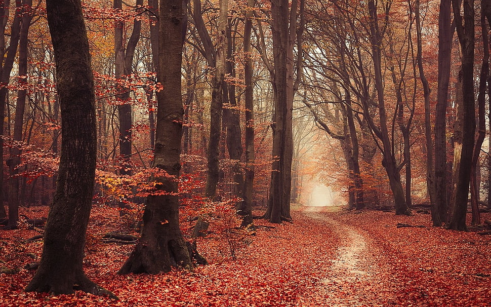 brown leafed trees, landscape, nature, forest, fall HD wallpaper