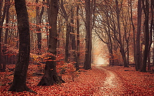 brown leafed trees, landscape, nature, forest, fall