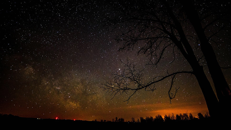 stars, silhouette, trees, night sky HD wallpaper