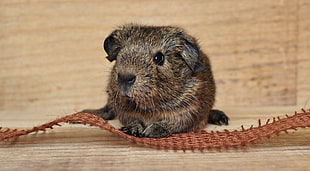 brown hamster, Guinea pig, Rodent, Muzzle
