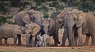 gray elephants, elephant, animals
