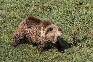 brown grizzly bear on green graass HD wallpaper