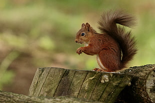brown squirrel closeup photography
