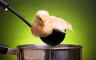 chick on black ladle above cooking pot