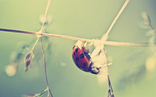 macro photography of red ladybug HD wallpaper