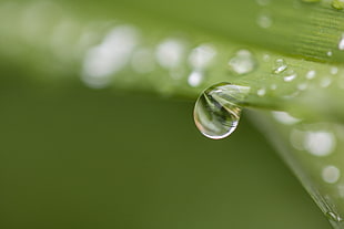 close-up photo of a water drop on a green leaf