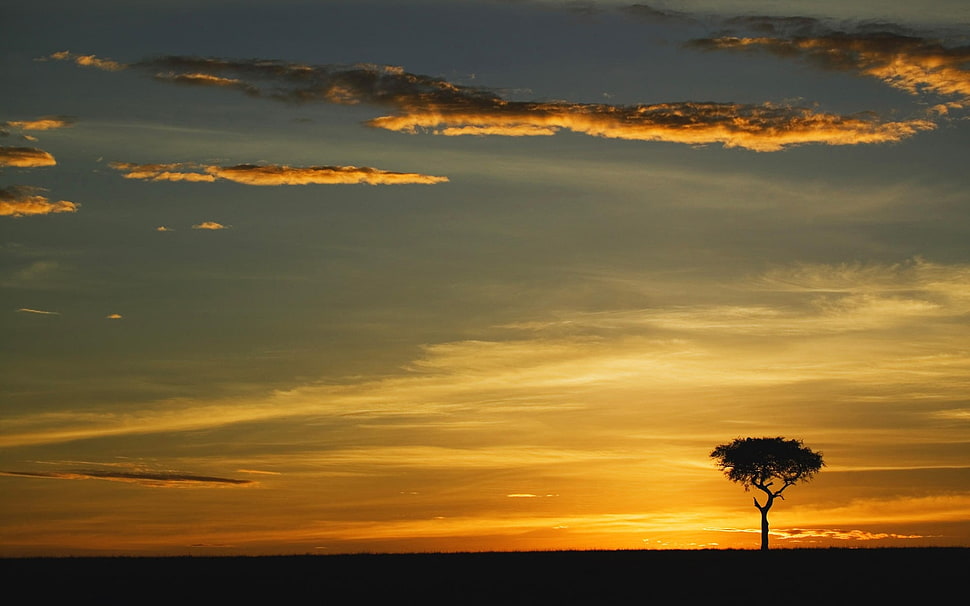 silhouette of tree during golden hour HD wallpaper