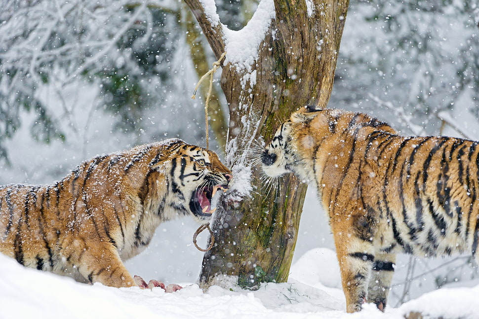 shallow focus photography of two tigers on snow-covered forest HD wallpaper