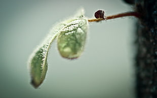 close up photography of green ovate leaf plant