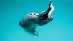 sea lion and penguin underwater HD wallpaper