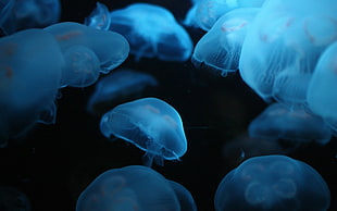 closeup photography of Jelly Fish