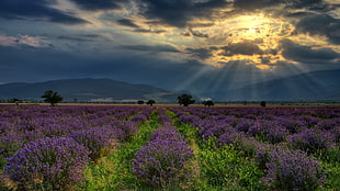 purple flower field, nature, landscape, hills, Bulgaria HD wallpaper