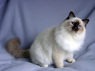 white and brown Siamese cat