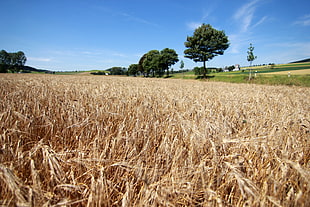 wheatfield near trees under blue and white sunny sky during daytime, barley