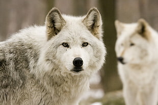 two white and gray Wolves
