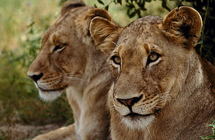 brown lioness focus photography