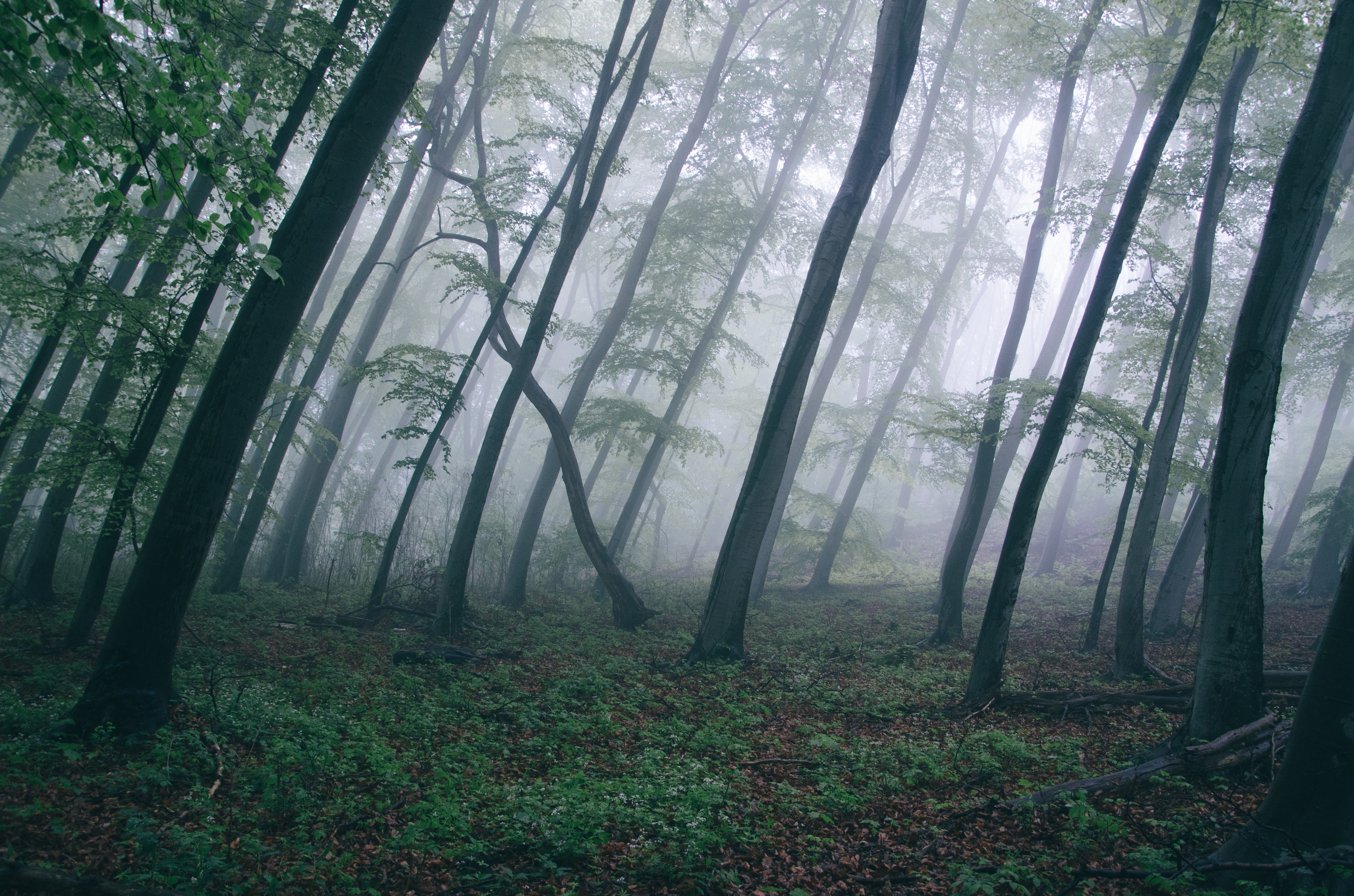 Green And Brown Foggy Forest Photo Shot During Daytime Hd Images, Photos, Reviews