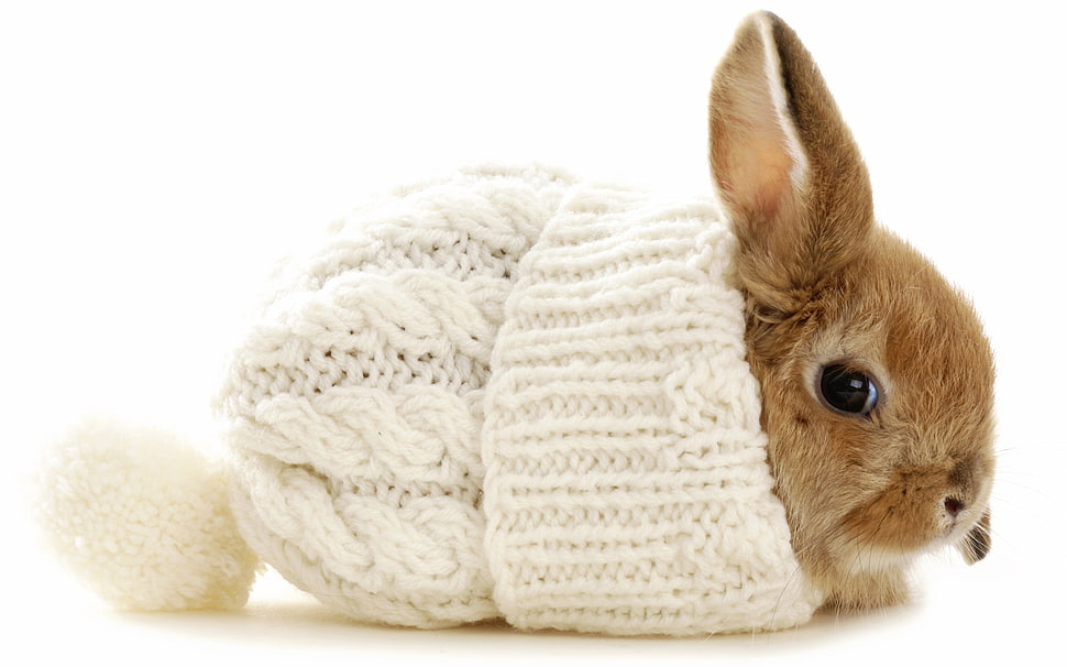 brown bunny inside on white bobble cap HD wallpaper