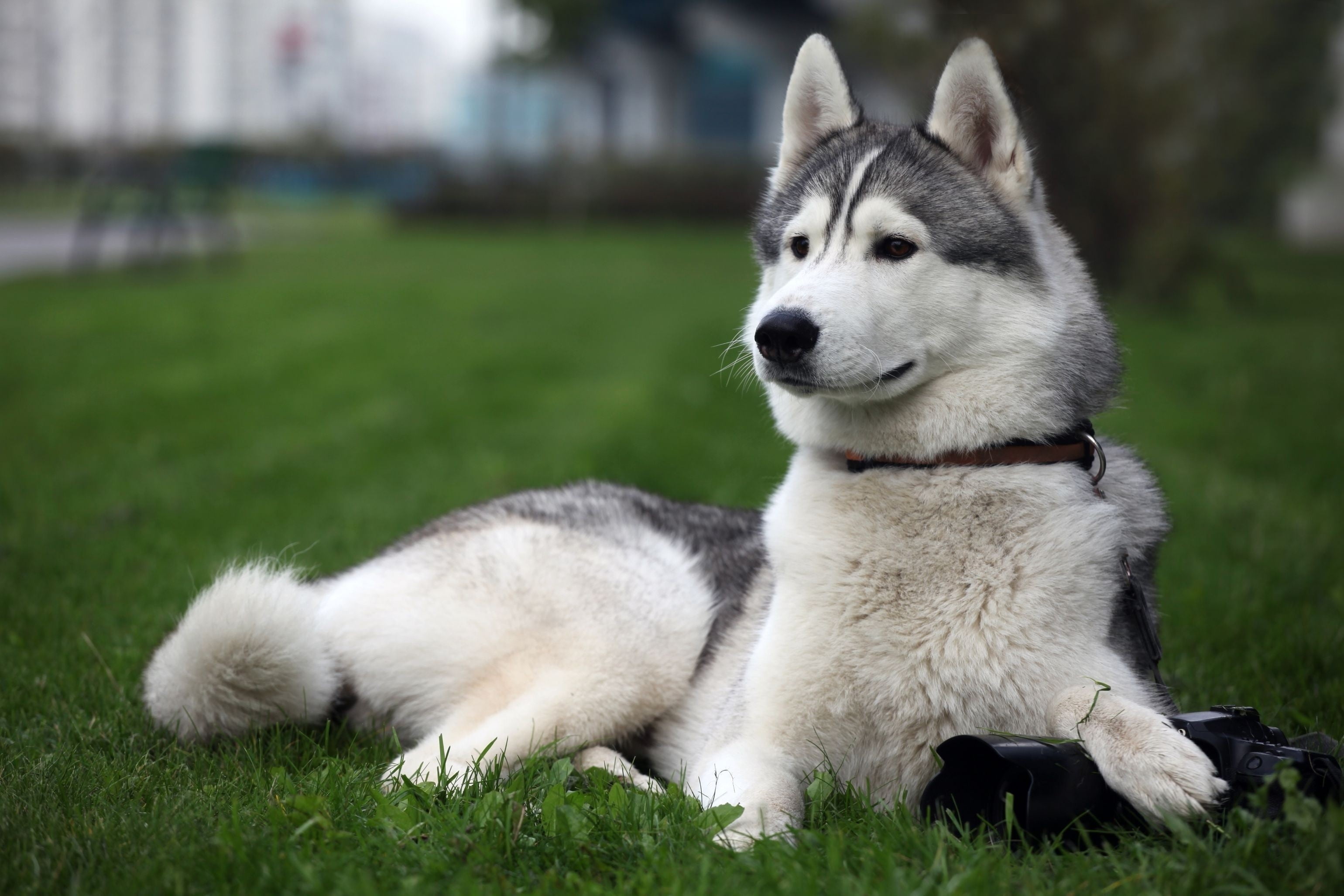 grey white husky