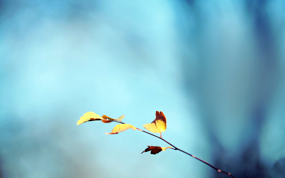 brown leafed plant, leaves, simple background, plants, blue background HD wallpaper