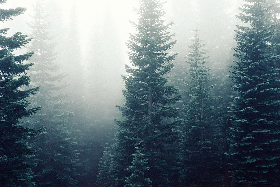 pine trees, mist, nature, trees, clouds HD wallpaper