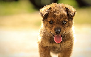 short-coated brown puppy, dog, animals
