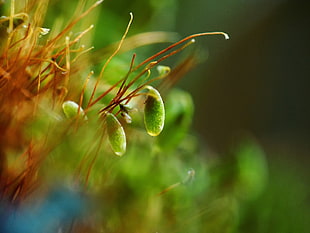 green petaled flower, nature, moss, green, macro