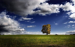 green leafed tree, landscape, sky, trees, nature