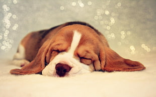tricolor Beagle puppy sleeping on focus photo