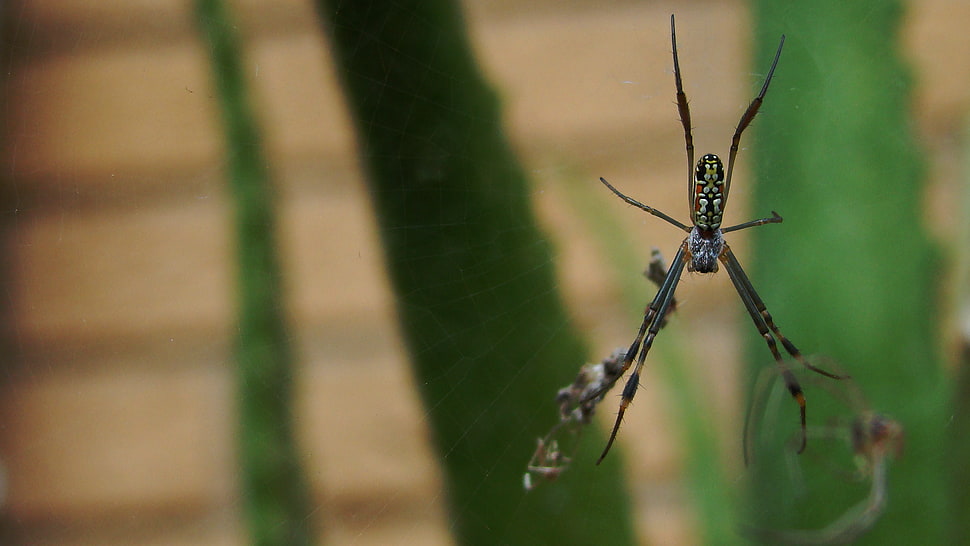golden silk orb weaver spider, nature, spider, macro HD wallpaper