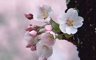 white Cherry Blossom flower at tree