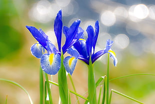 blue petal flowers, japanese iris, kakitsubata, iris HD wallpaper