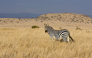 photo of zebra on grass field HD wallpaper