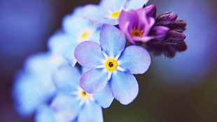 violet flower, flowers, macro HD wallpaper