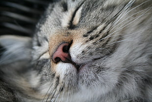silver tabby cat, Cat, Muzzle, Nose