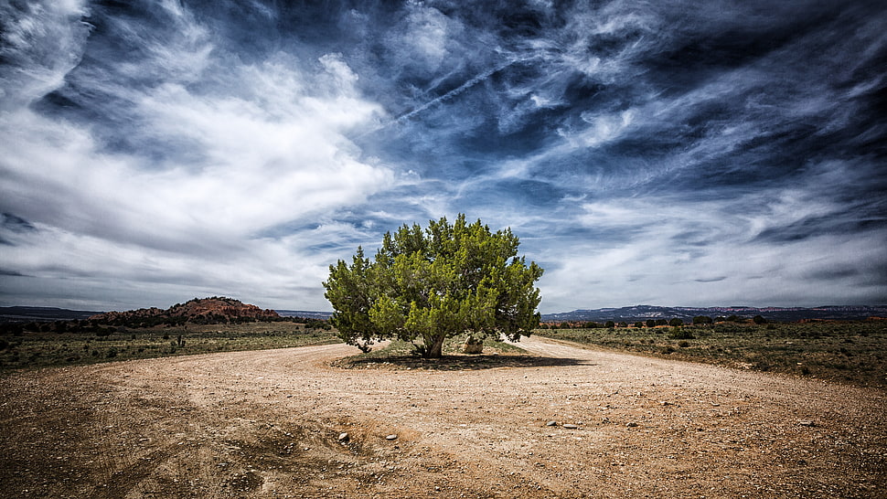 green leafed tree, landscape HD wallpaper