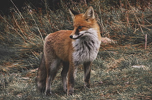depth of field photography of Fox on green grass field