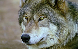 gray and white wolf, animals, wolf