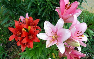 red and pink Lily flowers in bloom HD wallpaper